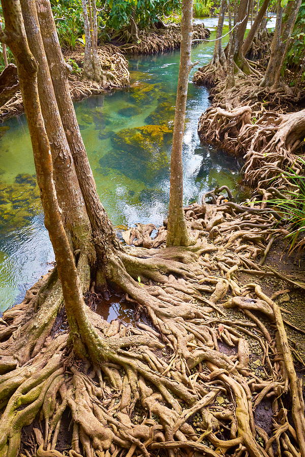 Landscape Photograph - Thailand - Mangrove Forest In Tha Pom #1 by Jan Wlodarczyk