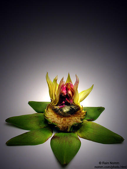 The Art In artichoke #1 Photograph by Rein Nomm