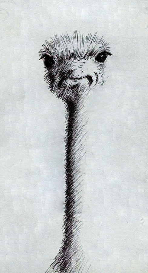 Ostrich Drawing - The Beautiful Bird by Rick Hansen