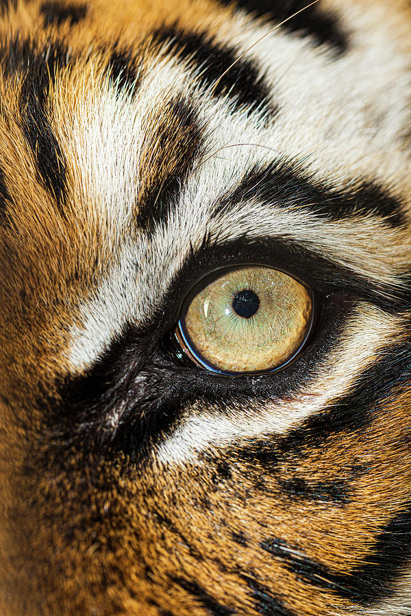 The Beautiful Eyes Of The Malayan Tiger Photograph by Larry Richardson ...