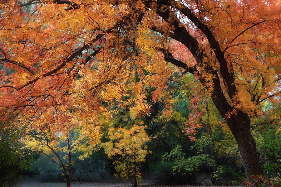 The Beauty Of Autumn  #4 Photograph by Saija Lehtonen