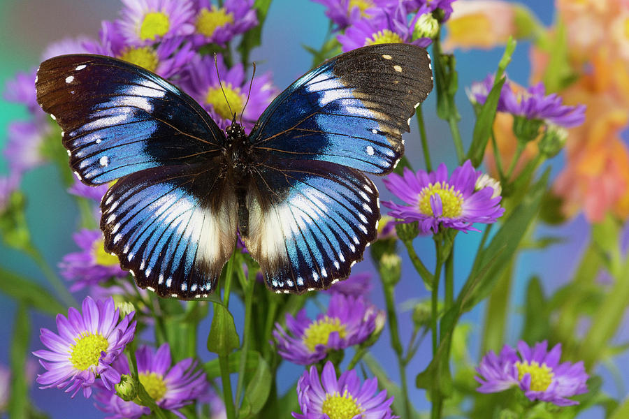 The Blue Diadem Butterfly, Hypolimnas Photograph by Darrell Gulin ...