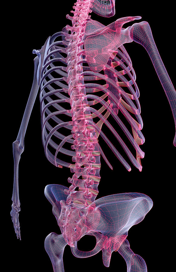Torso Digital Art - The Bones Of The Trunk #1 by Medicalrf.com
