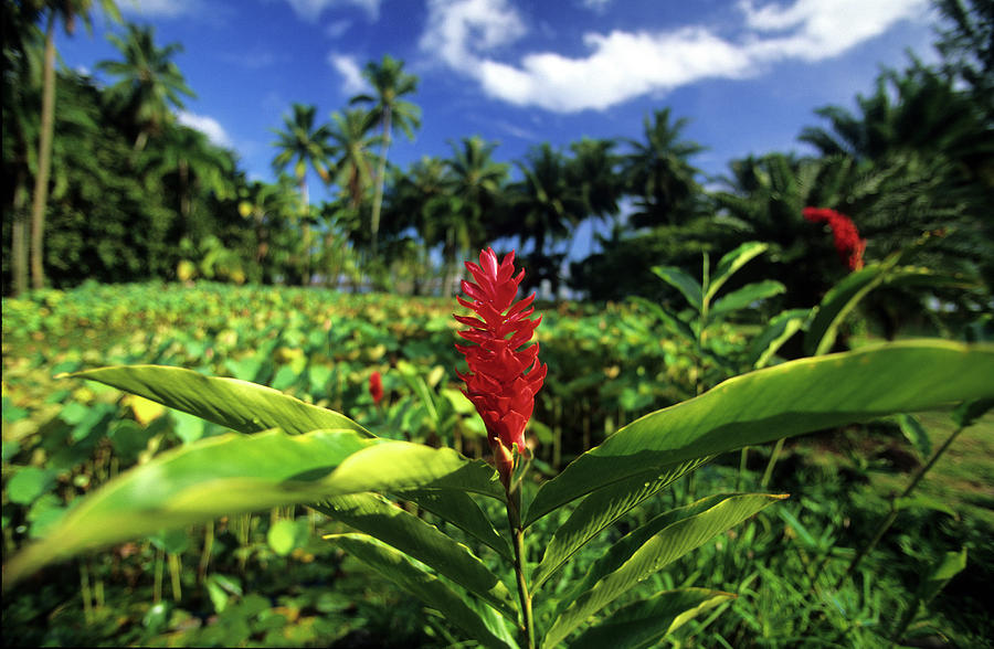 The Botanical Gardens Near Papeari, Tahiti, French Polynesia, South Sea #1 Photograph by Don Fuchs