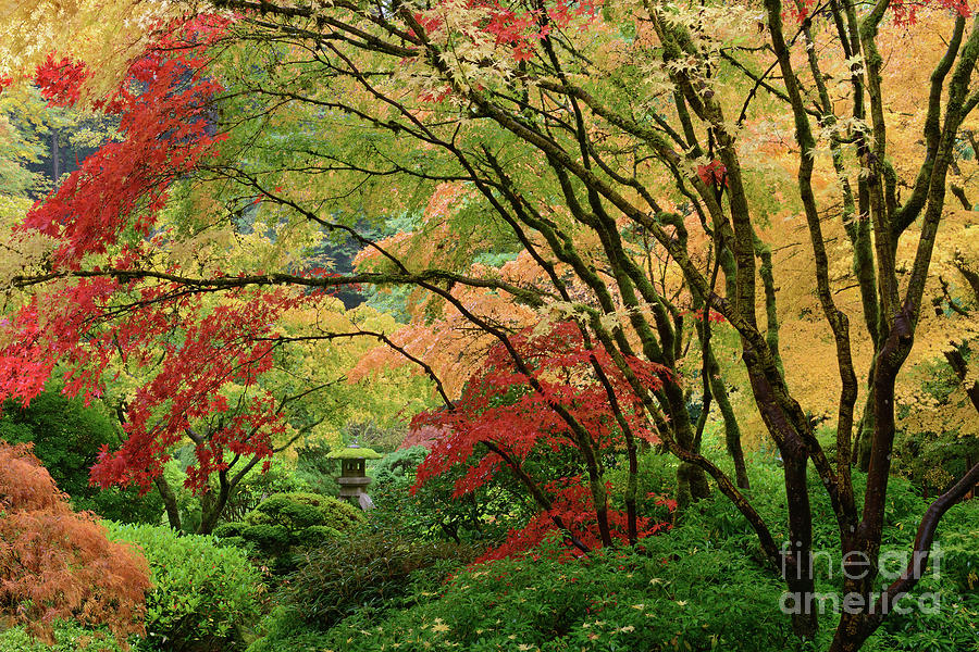 Lantern Surrounded by Colorful Autumn Foliage at Portland Japanese Garden Photograph by Tom Schwabel