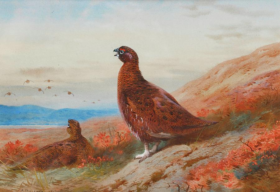 Bird Painting - The Challenge by Archibald Thorburn