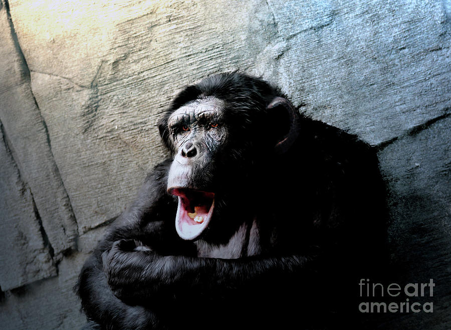 The Chimpanzee Digital Art