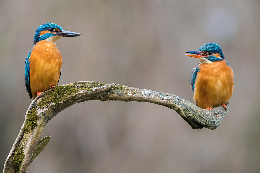 The Common Kingfisher, Alcedo Atthis #1 Photograph by Petr Simon