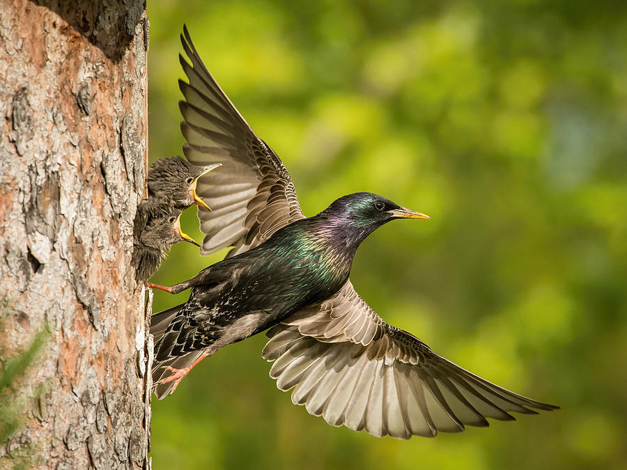 Bird Photograph - The Common Starling, Sturnus Vulgaris #1 by Petr Simon