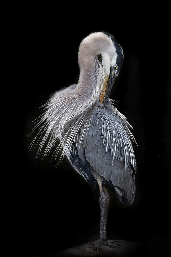 Heron Photograph - The Elegant Great Blue Heron #1 by Linda D Lester