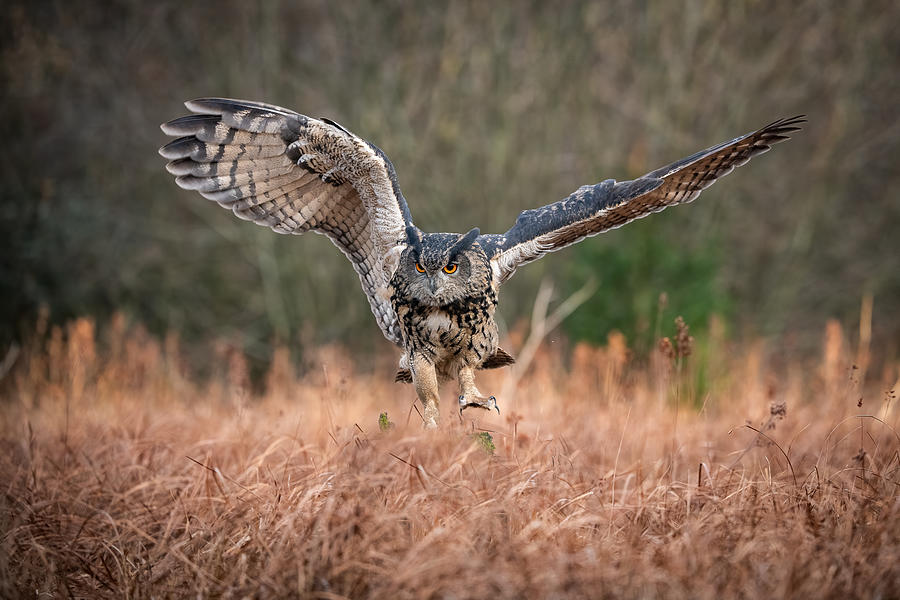 Feather Photograph - The Eurasian Eagle-owl, Bubo Bubo #1 by Petr Simon