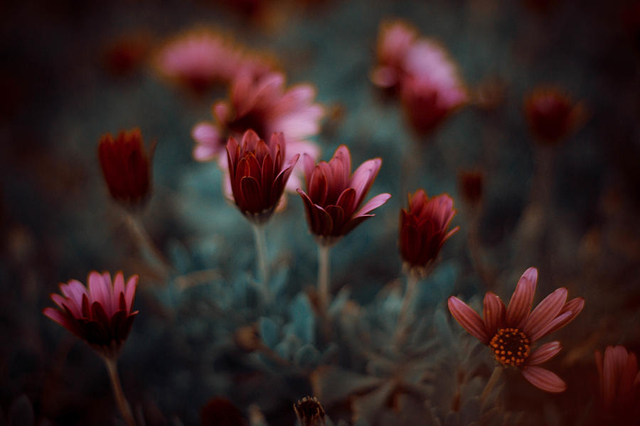 The Flower #1 Photograph by Farid Kazamil