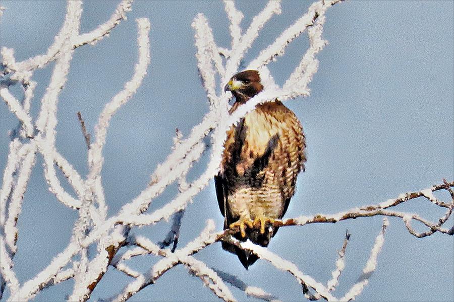 The Frosty Hawk Photograph by Than Widner - Fine Art America