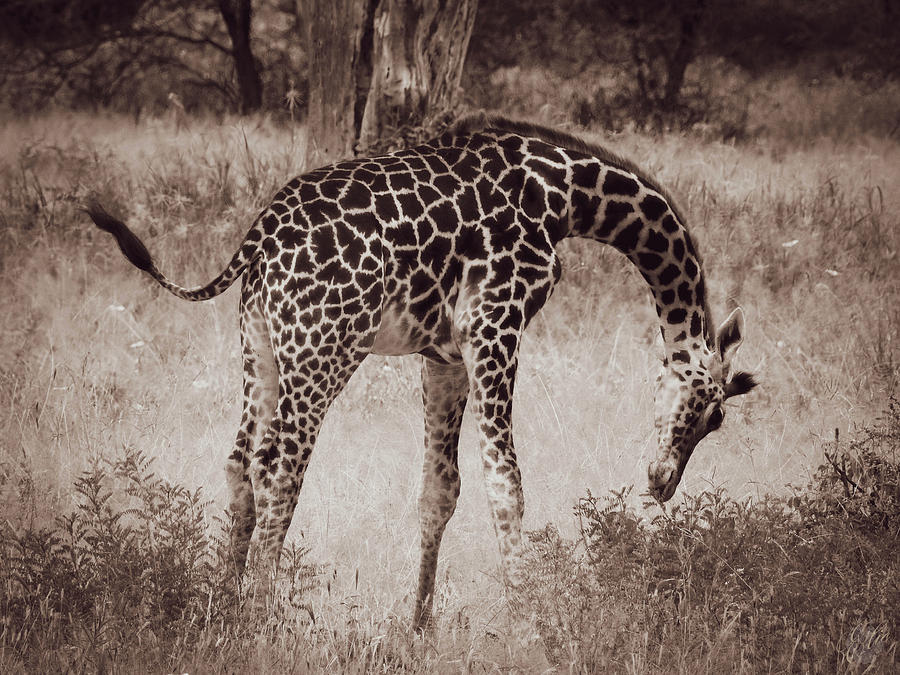 THE GIRAFFE by Elie Wolf THE GIRAFFE by Elie Wolf