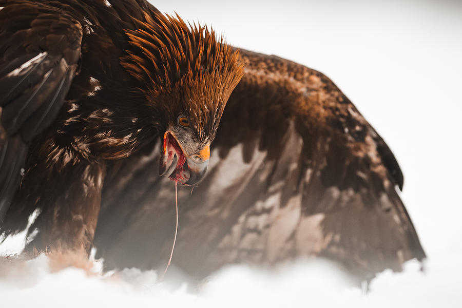 The Golden Eagle (aquila Chrysaetos) #1 Photograph by Jan Rozehnal