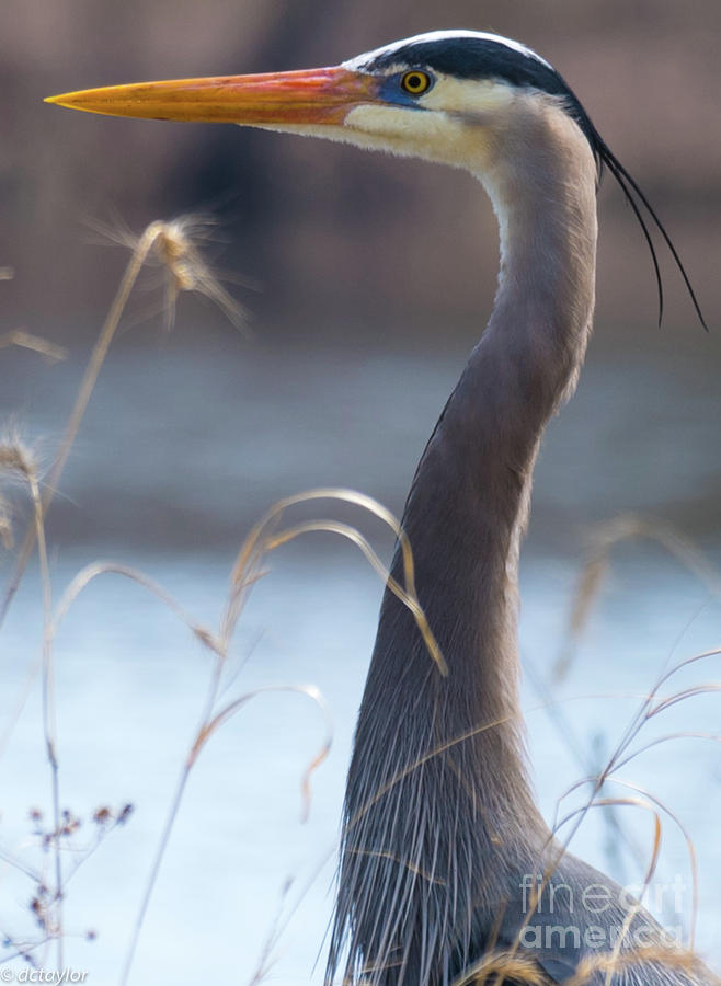 The Great Blue Heron #1 Photograph by David Taylor