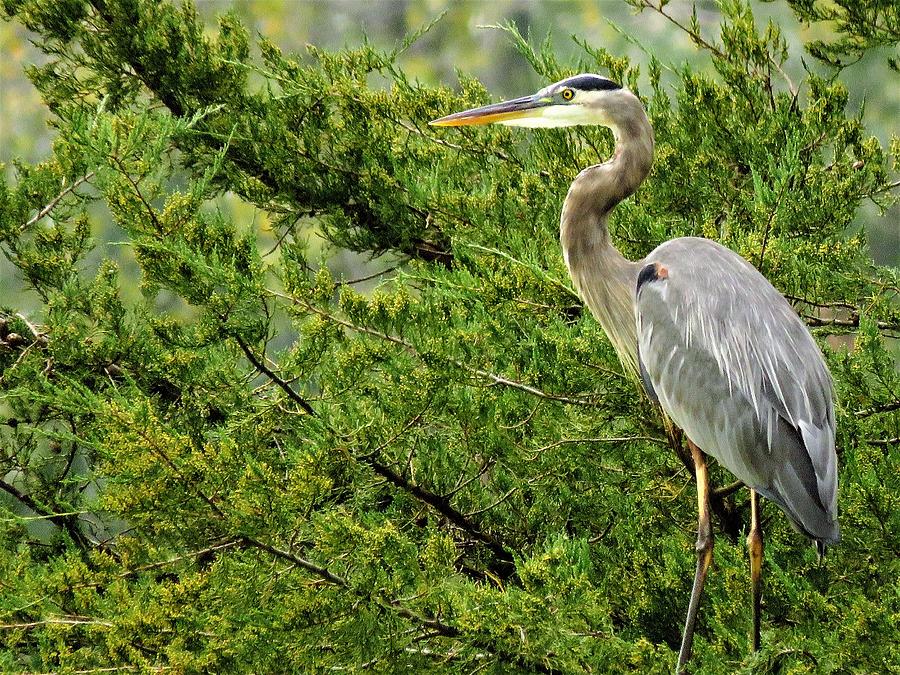 The Great Blue Heron  #1 Photograph by Lori Frisch