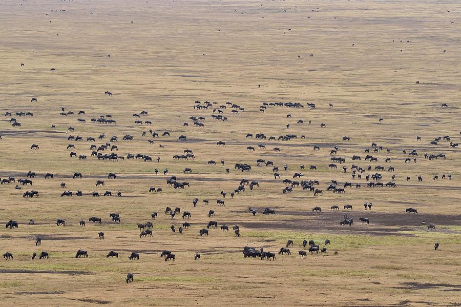 The Great Wildebeest Migration Photograph by Cavan Images - Fine Art ...