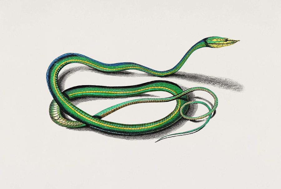 The green vine snake  Dryinus Nasutus  illustrated by Charles Dessalines D  Orbigny  1806 1876  #1 Painting by Celestial Images
