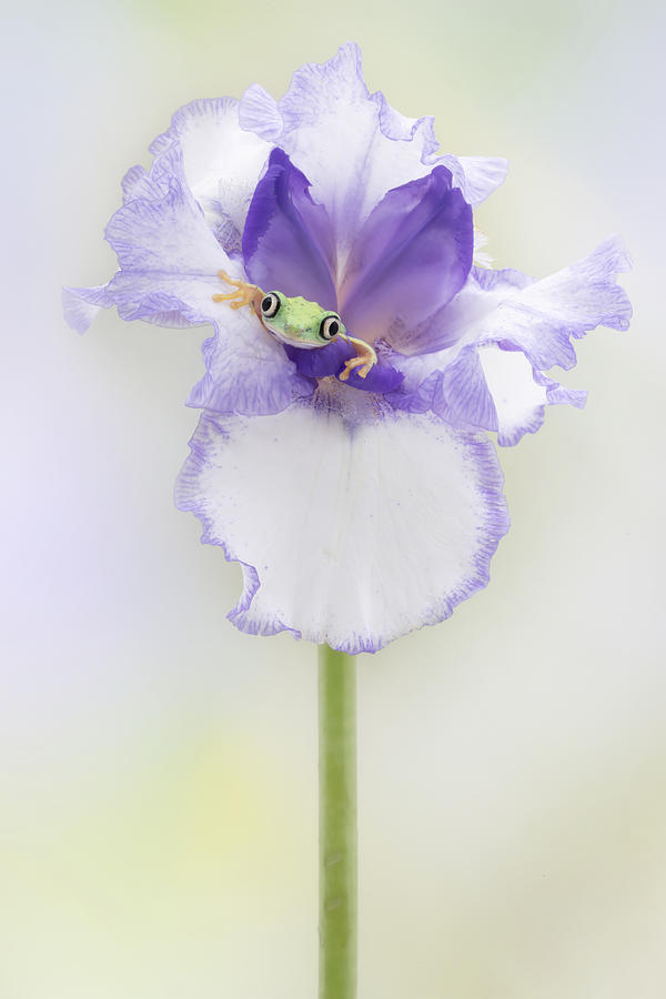 Iris Photograph - The Iris And Lemur Tree Frog #1 by Linda D Lester