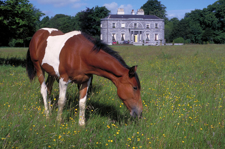 The Irish Horse Photograph