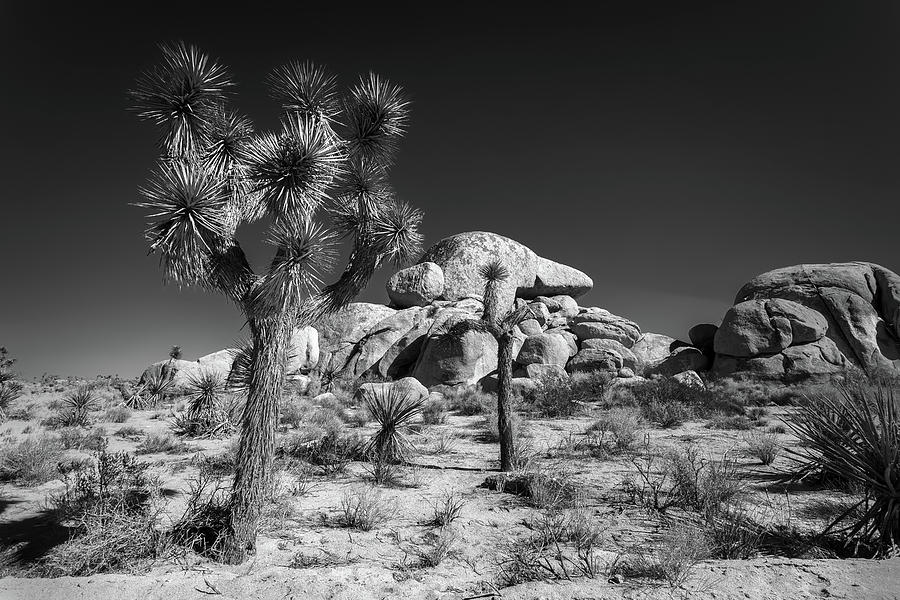 The Joshua Tree #2 Photograph by Peter Tellone