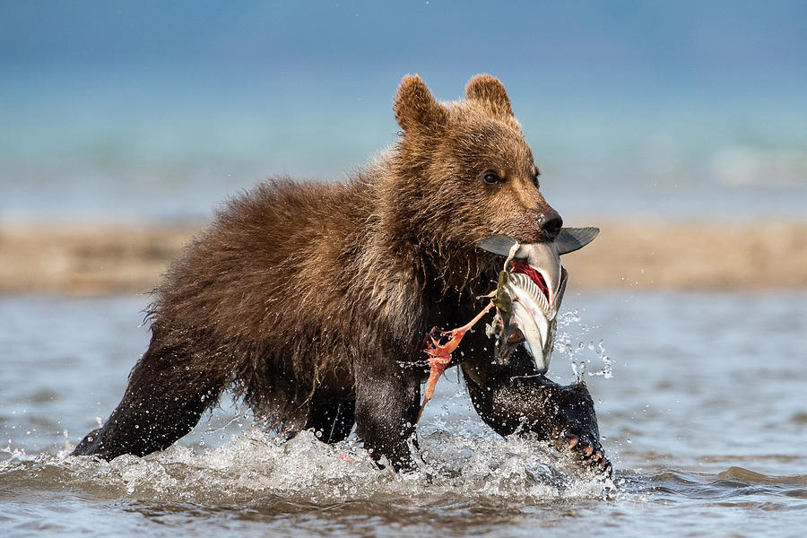 The Kamchatkabrownbear, Ursus Arctos #1 Photograph by Petr Simon