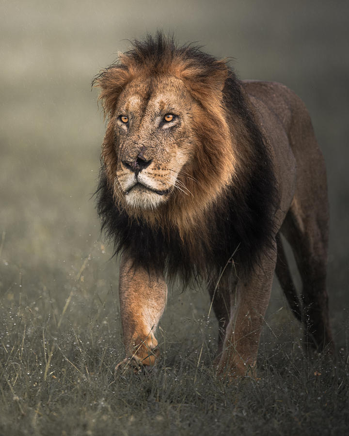 The King Photograph by Ahmed Sobhi - Fine Art America