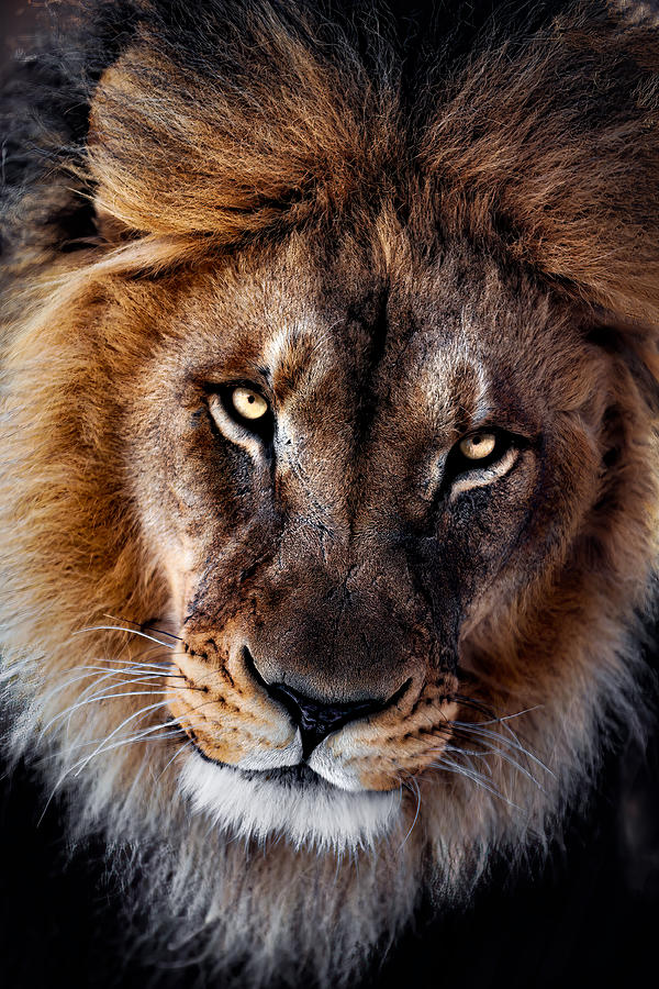 The King #1 Photograph by Alex Zhao