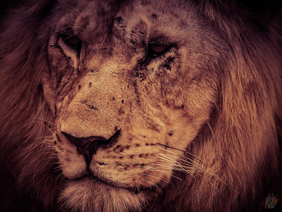 The King by Elie Wolf The King by Elie Wolf