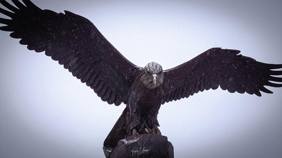 The Landing Photograph by Phil S Addis | Fine Art America