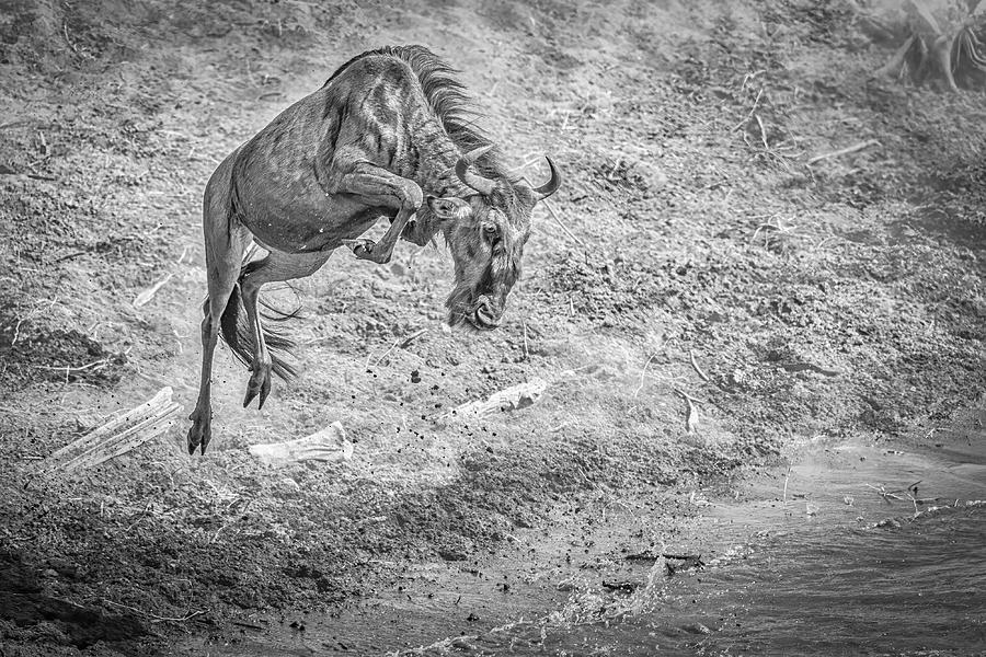 Wildlife Photograph - The Leap For Life #1 by Jeffrey C. Sink