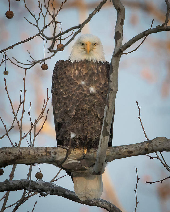 Eagle Photograph - The Look #1 by Rhoda Gerig