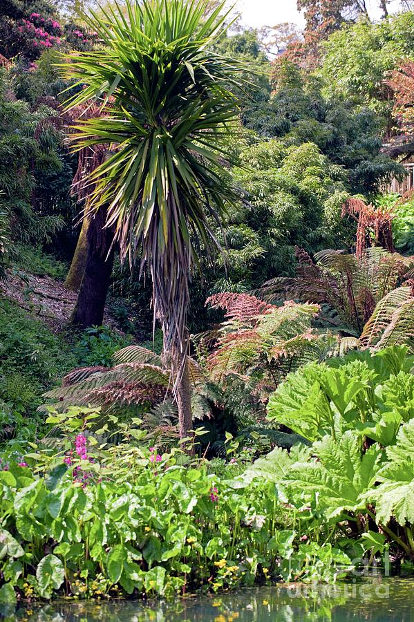 The Lost Gardens Of Heligan #1 Photograph by Dr Keith Wheeler/science Photo Library