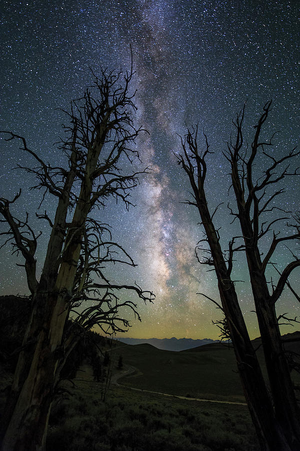 The Milky Way And Ancient Bristlecone #1 Photograph by Jeff Dai
