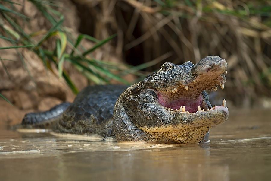 Wildlife Photograph - The Mouth #1 by Marco Pozzi