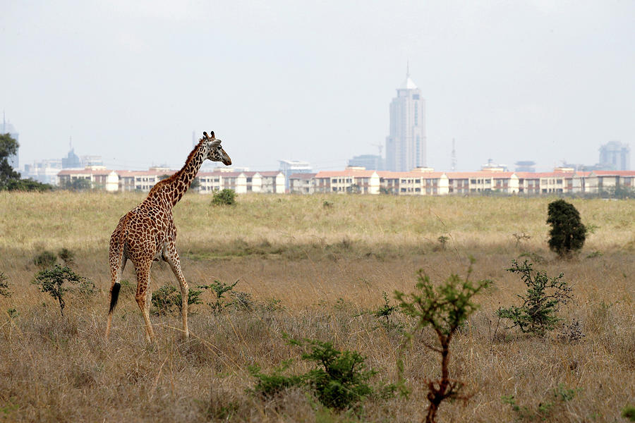 The Nairobi Skyline is Seen Photograph by Baz Ratner - Fine Art America