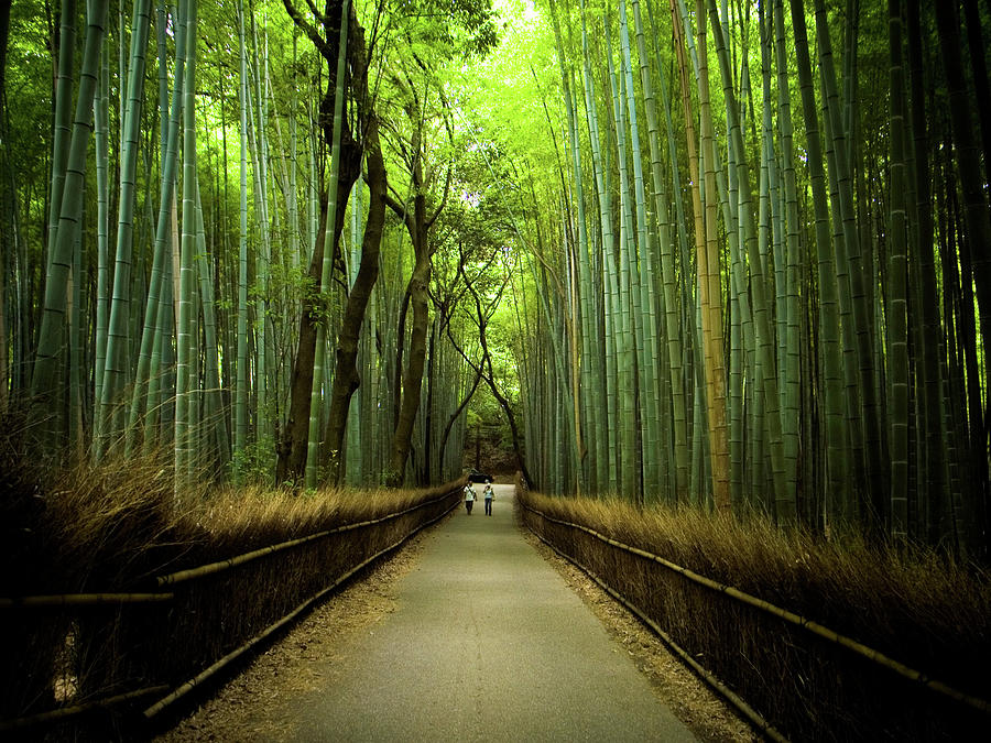 The Path Of Bamboo Near Arashiyama #1 Photograph by Marser