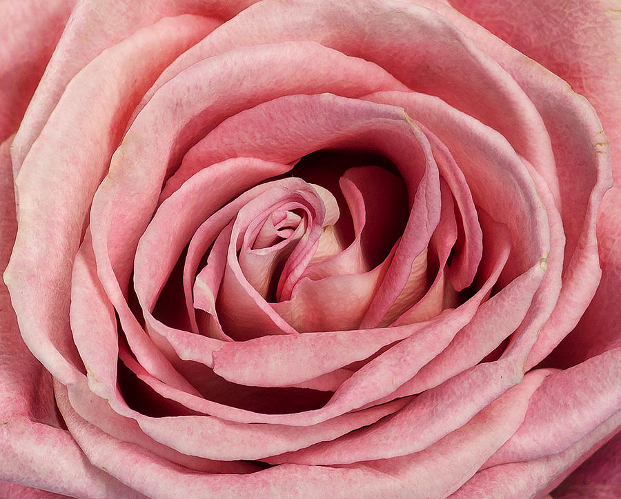 Up Movie Photograph - The Pink Rose #1 by Michael Allmaier