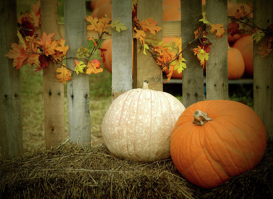 The Pumpkin Patch Photograph by Perry Correll - Fine Art America
