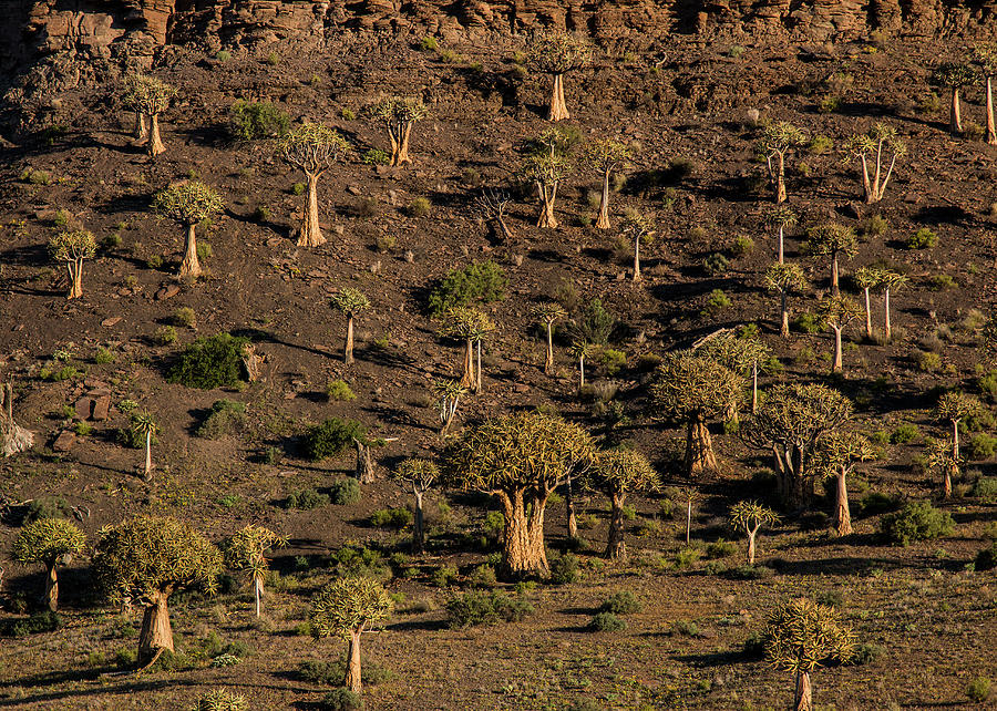 The Quiver Tree Forest #1 Photograph by Claudio Maioli