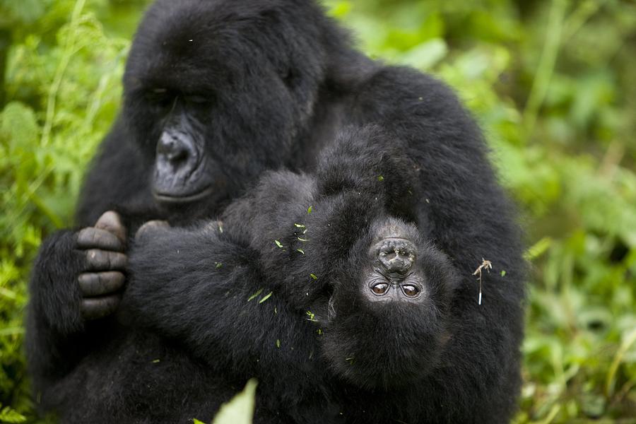 Gorilla Photograph - The Rangers Of Virunga National Park #1 by Brent Stirton
