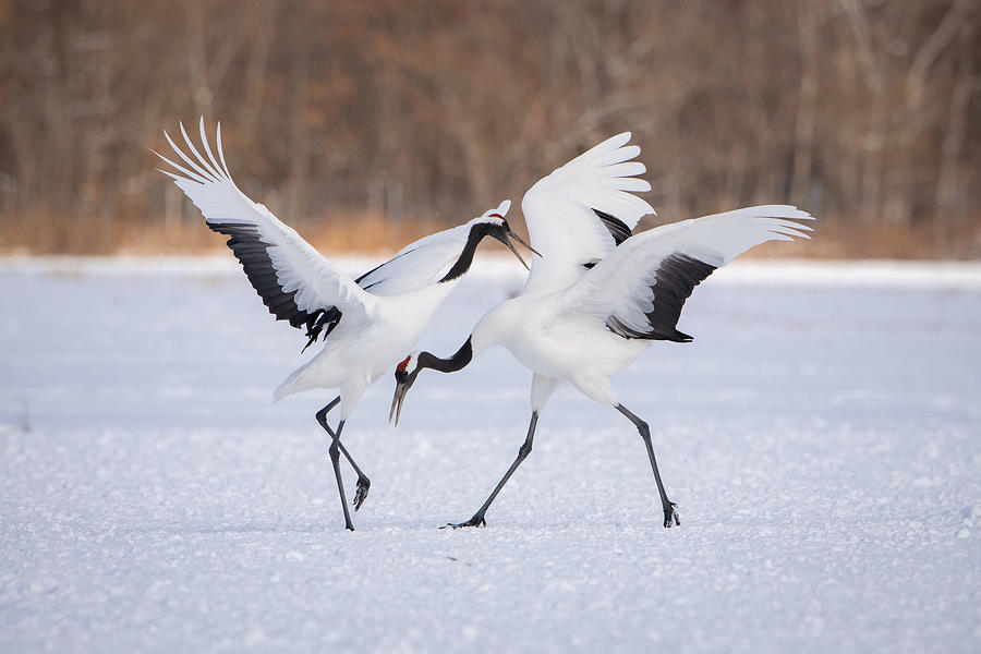 The Red-crowned Crane, Grus Japonensis #1 Photograph by Petr Simon