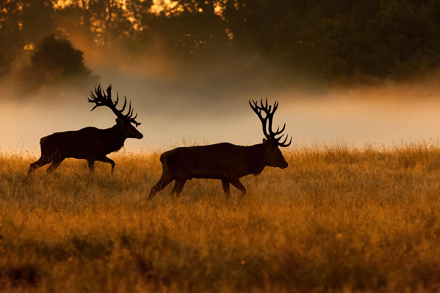 Deer Photograph - The Red Deer, Cervus Elaphus #1 by Petr Simon