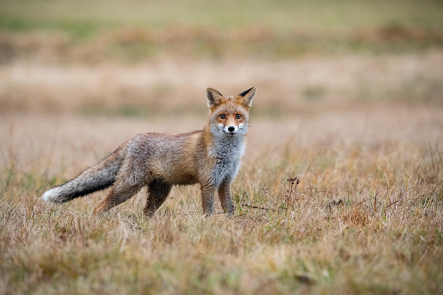 Tree Photograph - The Red Fox, Vulpes Vulpes #1 by Petr Simon