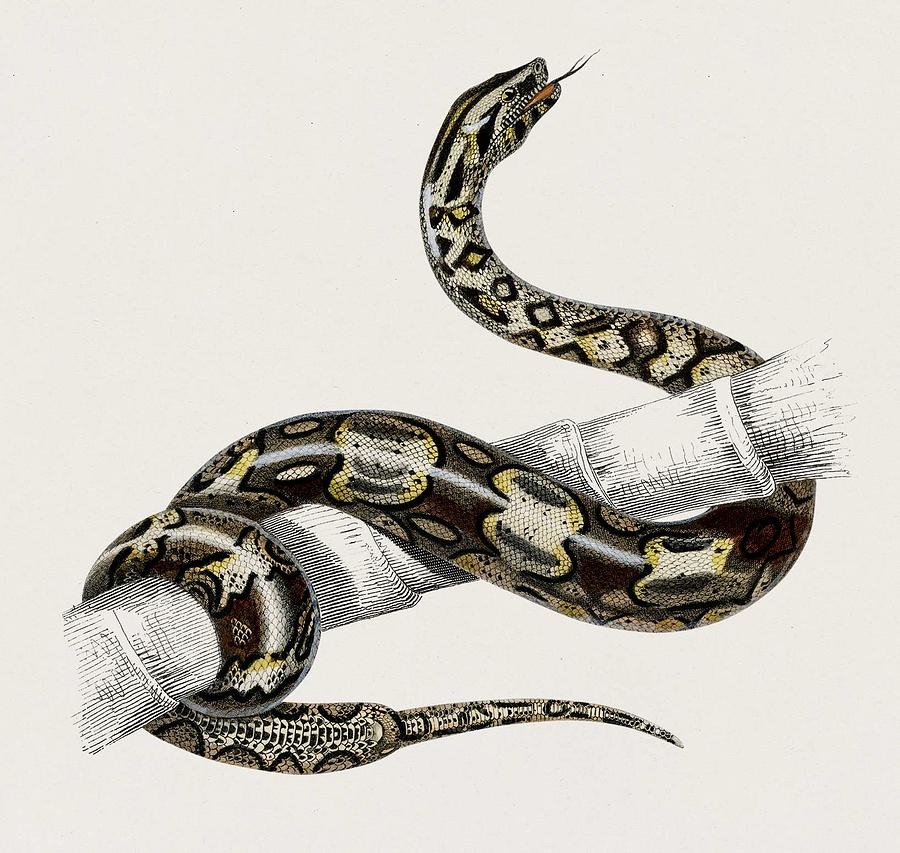 The Red-tailed boa Boa Constrictor illustrated by Charles Dessalines D ...