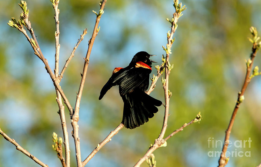 The Red Winged Black Bird #1 Photograph by Sandra Js
