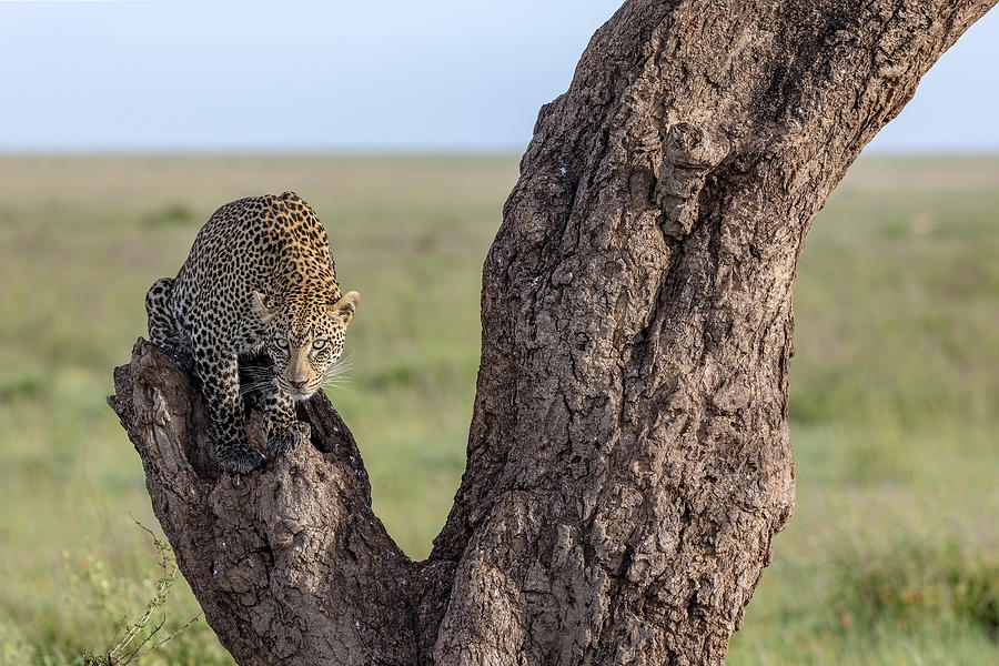 The Sentinel Photograph by Alessandro Catta - Fine Art America