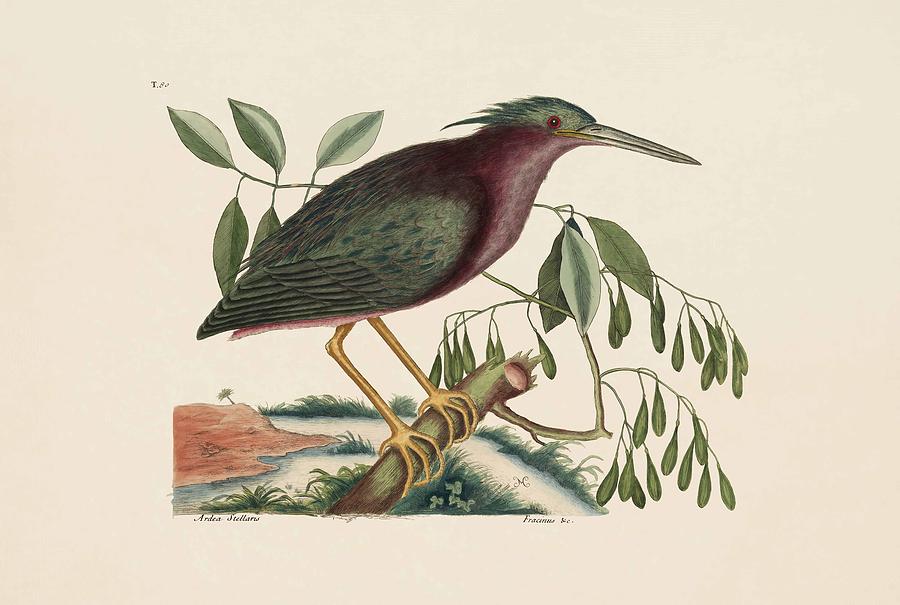 Mark Catesby Painting - The Small Bittern The Natural History Of Carolina Florida And The Bahama Islands by Mark Catesby Mark Catesby Painting - The Small Bittern The Natural History Of Carolina Florida And The Bahama Islands by Mark Catesby