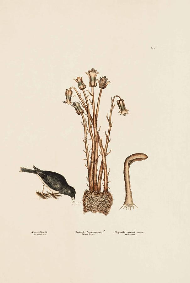 Mark Catesby Painting - The Snow Bird Broom Rape Toad Stool The Natural History Of Carolin by Mark Catesby Mark Catesby Painting - The Snow Bird Broom Rape Toad Stool The Natural History Of Carolin by Mark Catesby